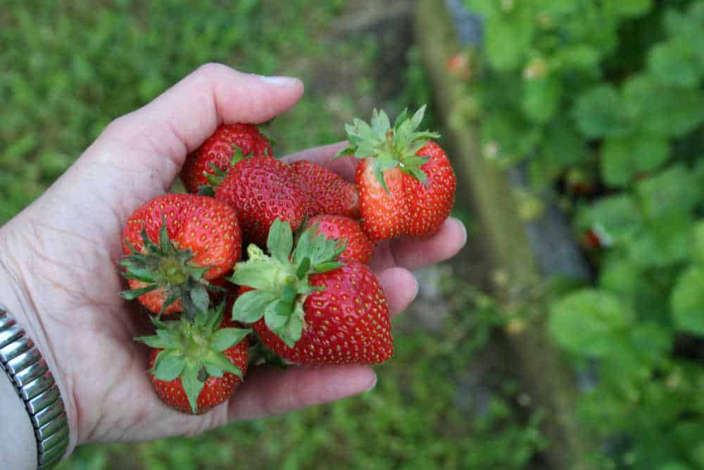 strawberries in hand